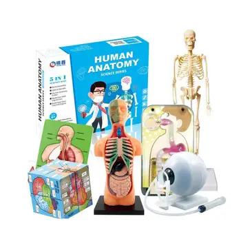 3d Тело человека Модель туловища Детская анатомическая модель Модель конструкции скелета Сделай сам Тело Орган Сборка Модель Развивающие игрушки для детей